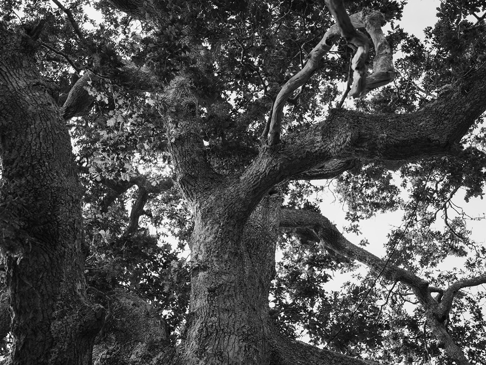 Lara & Alberto - Boda en Pazo de Cores boda galicia fotografo pazo cores voda43 - Lara & Alberto - Boda en Pazo de Cores