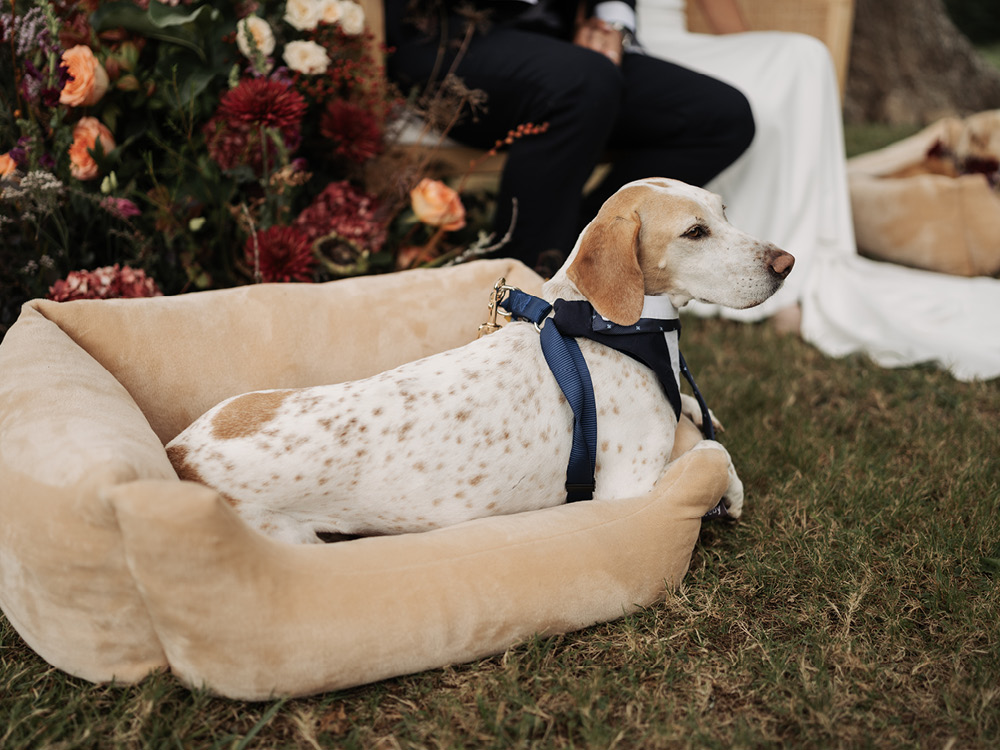 Lara & Alberto - Boda en Pazo de Cores boda galicia fotografo pazo cores voda68 - Lara & Alberto - Boda en Pazo de Cores
